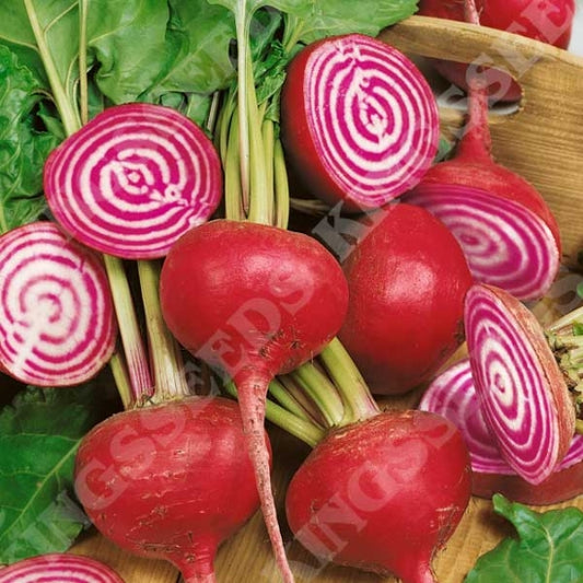 BEETROOT BARBABIETOLA DI CHIOGGIA