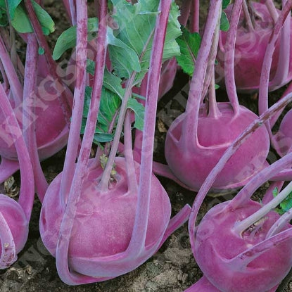 KOHL RABI PURPLE DELICACY