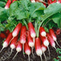 RADISH FRENCH BREAKFAST 3