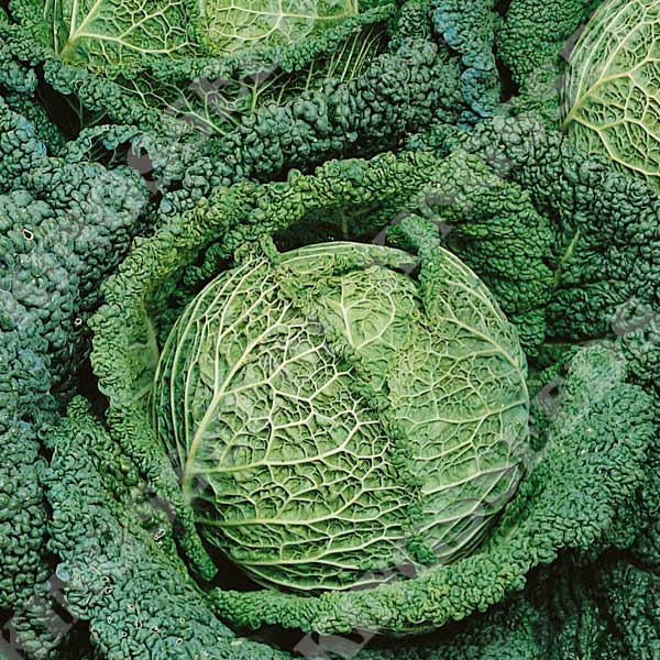 CABBAGE SAVOY BEST OF ALL