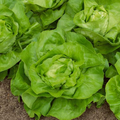 LETTUCE ALL YEAR ROUND