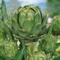 ARTICHOKE GREEN GLOBE