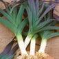 LEEK BLUE SOLAISE