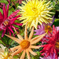 DAHLIA CACTUS HYBRIDS MIXED