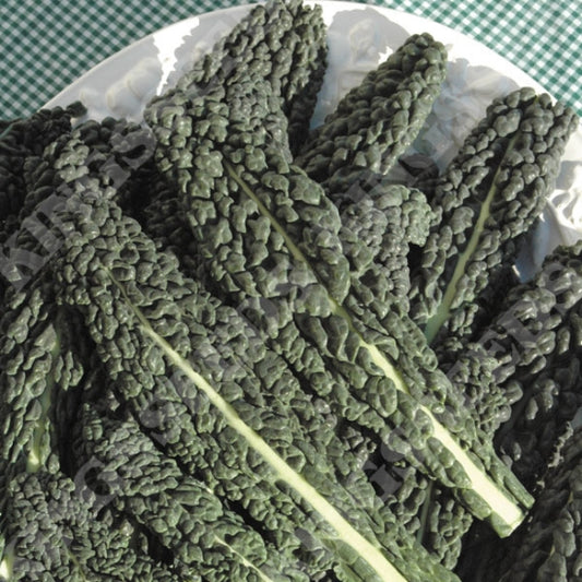 KALE NERO DI TOSCANA