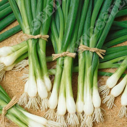 ONION WHITE LISBON RHS AGM