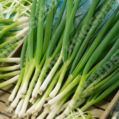 ONION SPRING WHITE LISBON (WINTER HARDY)