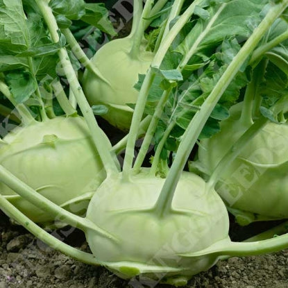 KOHL RABI GREEN DELICACY