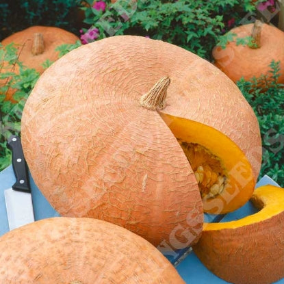 PUMPKIN HUNDREDWEIGHT