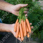 CARROT ADELAIDE F1