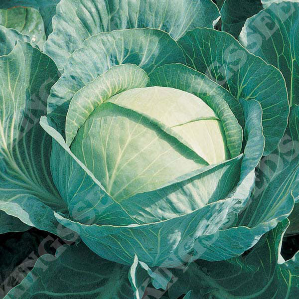 CABBAGE BRIGADIER F1