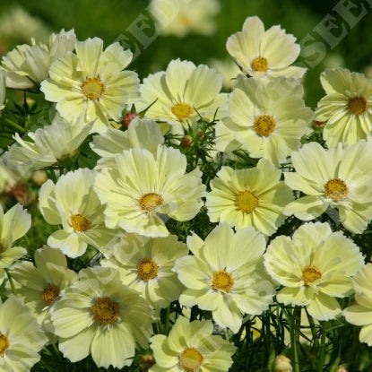 COSMOS XANTHOS