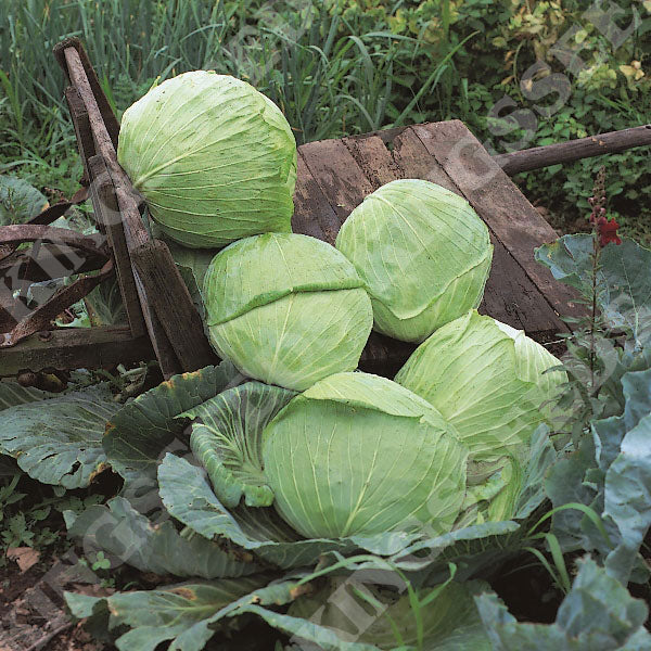 CABBAGE GOLDEN ACRE PRIMO 2