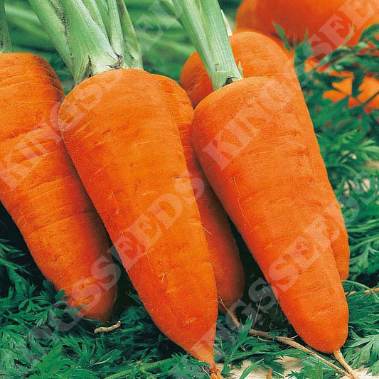 CARROT CHANTENAY RED CORED 3