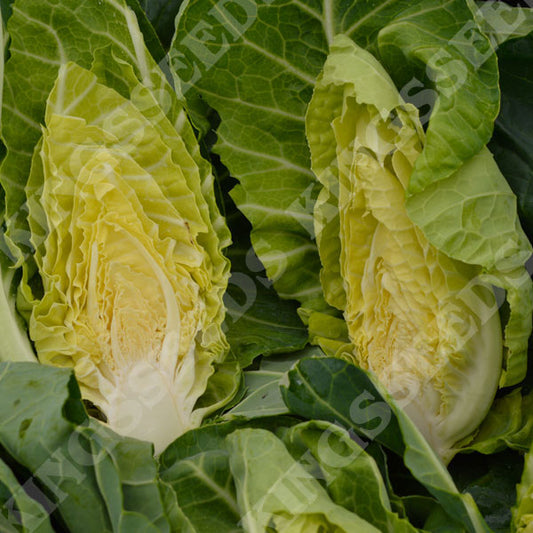 CABBAGE (SPRING GREENS) WINTER GREEN