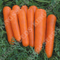 CARROT ATTILLO F1