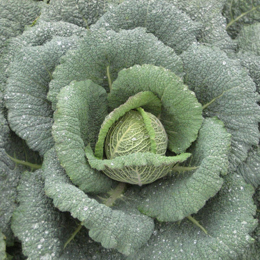 CABBAGE SAVOY WINTESSA F1