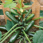 COURGETTE BLACK FOREST F1