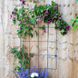 Round Wall Trellis H100cm x W60cm