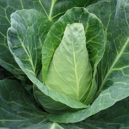 CABBAGE CARAFLEX F1