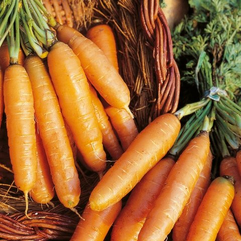 CARROT AMSTERDAM FORCING 3 RHS AGM