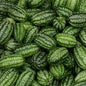 CUCUMBER CUCAMELON