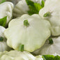 SQUASH PATTY PAN CUSTARD WHITE